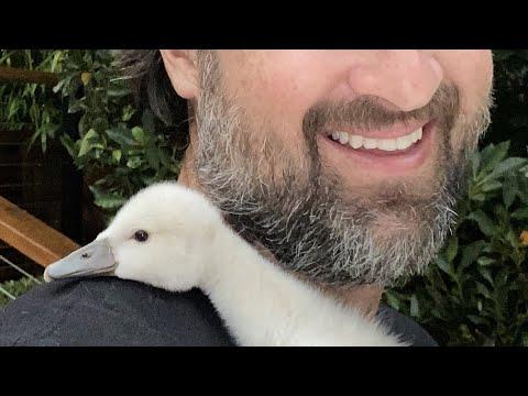 Guy does sweetest thing for swan #Video
