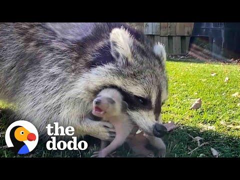 Mama Raccoon Patiently Waits For Guy To Rescue Her Crying Babies #Video
