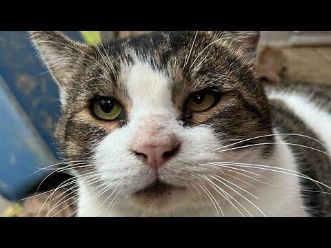 Woman does the sweetest thing for shy street cat #Video