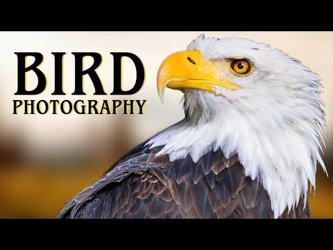 WILDLIFE PHOTOGRAPHY of the LARGEST bird nests in the WORLD! #Video