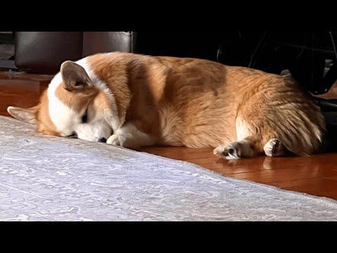 This Disabled Dog Did Something Amazing For Best Friends Big Day! #Video