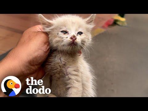 The Tiny Rescue Kitten Saved at the Last Minute Now Needs a Loving Home #Video