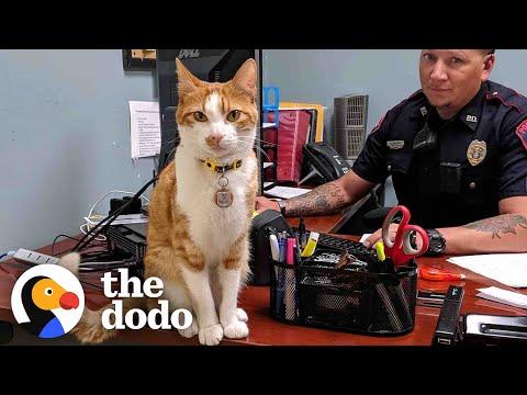 Police Cat Keeps A Close Eye On All The Officers #Video