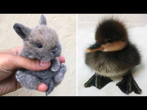 AWW SO CUTE! Cutest baby animals Videos Compilation Cute moment of the Animals - Cutest Animals #3 #