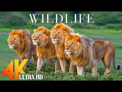 Relaxing 4k Ultra Hd Wildlife Videos With Animal 4K #Video