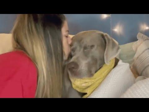 Woman's dog went blind. Her response was perfect. #Video