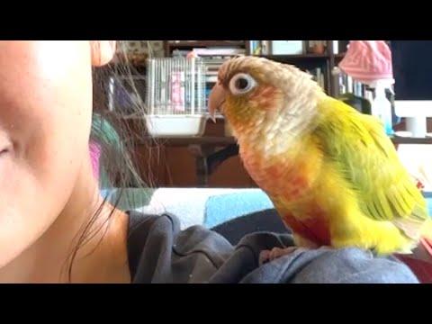 Blind rescue bird is obsessed with mom #Video