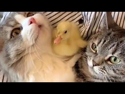 Cute Duck Growing Up with Two Cats Video