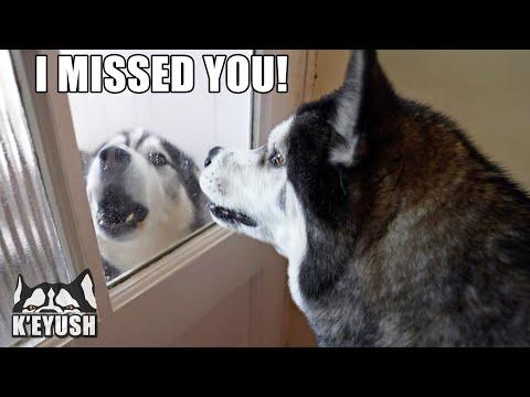 Husky Surprised His Best Friend STAYS For Dinner! #Video