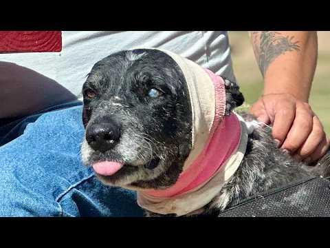 Dog sweetly keeps kissing family after protecting them from bear #Video