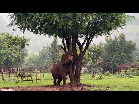 When the Rain Brings Life: Elephants Embrace Freedom - ElephantNews #Video