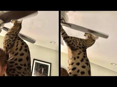 Cat Loves Getting Smacked by Ceiling Fan. Your Daily Dose Of Internet. #Video