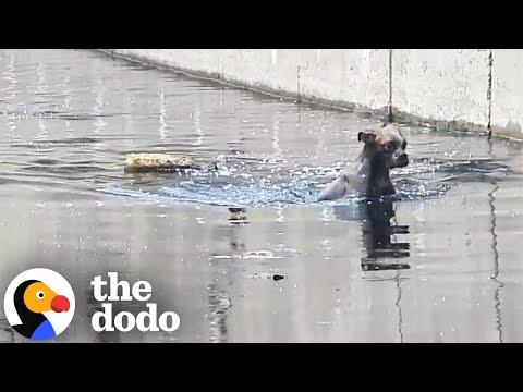 Boxer Dumped In A Canal Gets Rescued #Video