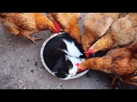 The Unlikely Friendship of Cat and Animals #Video