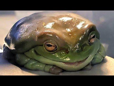 Obese frog is facing an uphill weight loss battle #Video