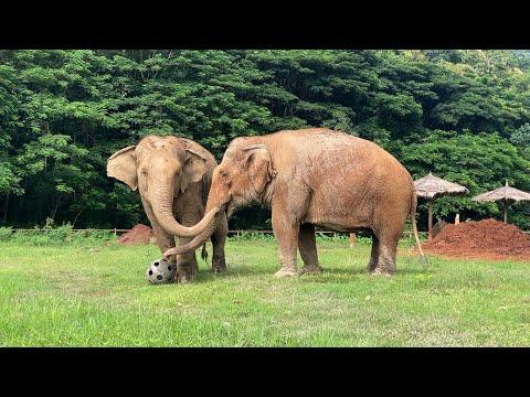 A Disabled Elephant and Her Friend Share a Tender Moment Over a Ball - ElephantNews