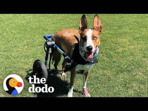 Dog Who Was Paralyzed Decides She's Going To Run Again #Video