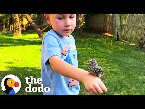 The Wild Bird Who Showed Up With A Message They Needed Most #Video