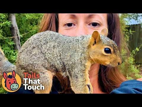 Wild Squirrel Trusts Woman To Help Raise Her Babies #Video