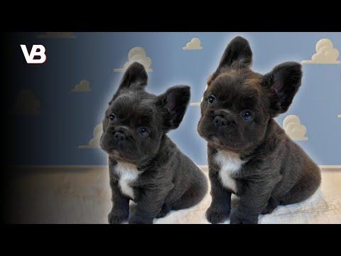 The 10 Most Cuddly Dog Breeds Video