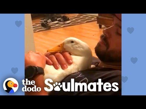 Ben Afquack The Duck Follows His Dad Everywhere | The Dodo Soulmates