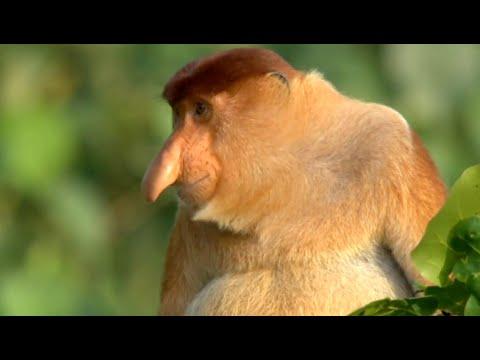 Nature's Oddest Looking Animals Video | Top 5 | BBC Earth