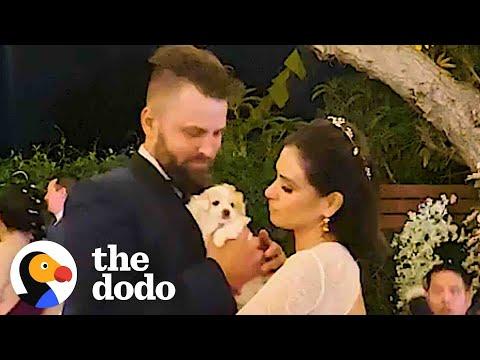 A Wedding Filled with Love and Puppies: The Story of Kitty's Forever Home #Video