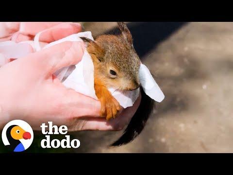 Mama Squirrel Fights Crow Who Stole Her Baby #Video