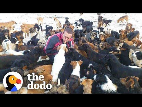 This Man Has Saved Over 1700 Abandoned Dogs #Video