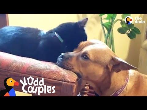 Kitten Becomes The Leader Of Her Dog Pack