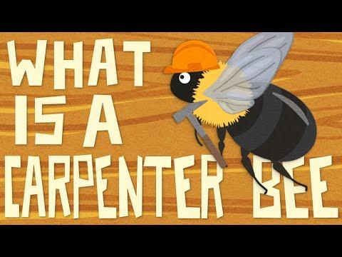 What is a Carpenter Bee? And How Can I Get Rid of Carpenter Bees Without Killing Them? #Video