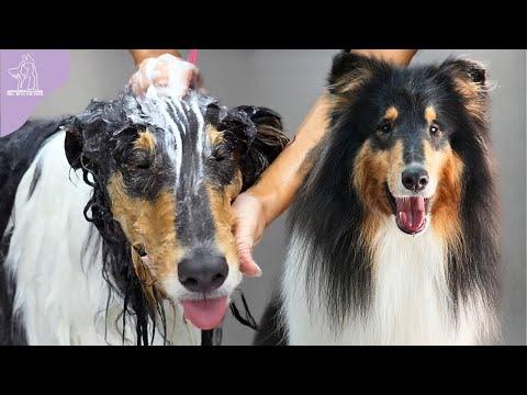 The Elite Family Dog | Beautiful Rough Collie #Video