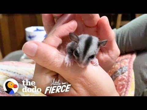 Baby Sugar Glider Figures Out How To Glide | The Dodo Little But Fierce