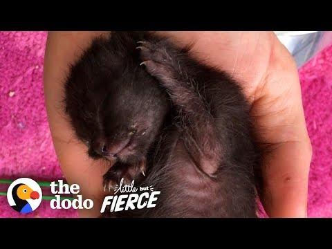Watch As Kitten Smaller Than An iPhone Grows Up | The Dodo Little But Fierce