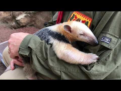 When Animals Realize They’re Loved…  #Video