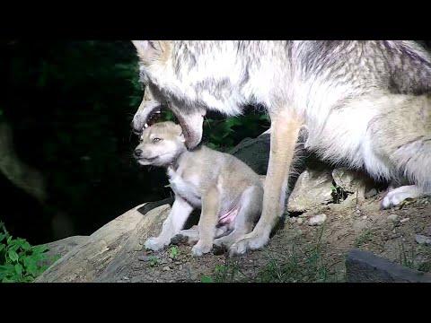 Eager to Play, Wolf Puts Puppy's Head in His Mouth #Video