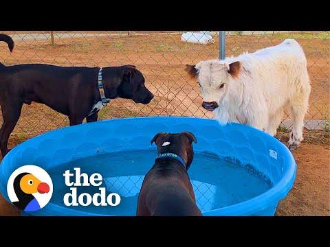 This Cow Wants To Be Wherever His Favorite People Are #Video