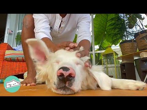Man Teaches Blind-Deaf Dog Unique Way to Communicate #Video