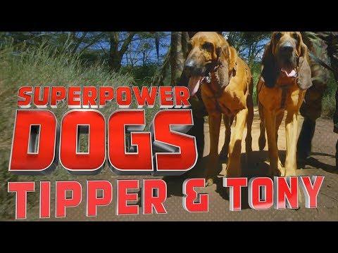Filming Tipper and Tony, Saving endangered species in Kenya | Superpower Dogs
