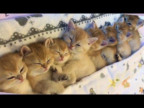 Furry Purry Golden Kitten Pile Video