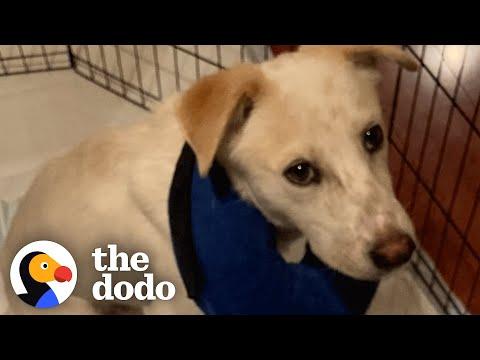 Labrador Who Was Too Scared To Leave His Crate Learns How To Be A Puppy #Video