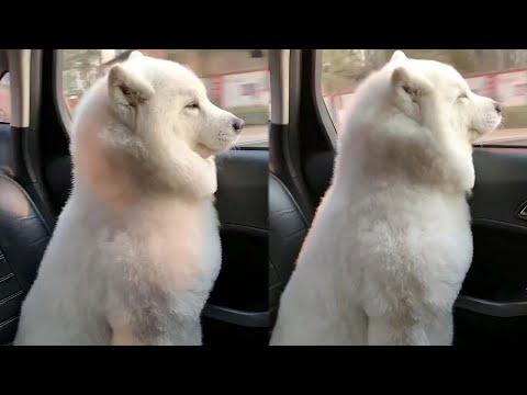 Good Boi Doggo Loves His Car Ride Video #Shorts