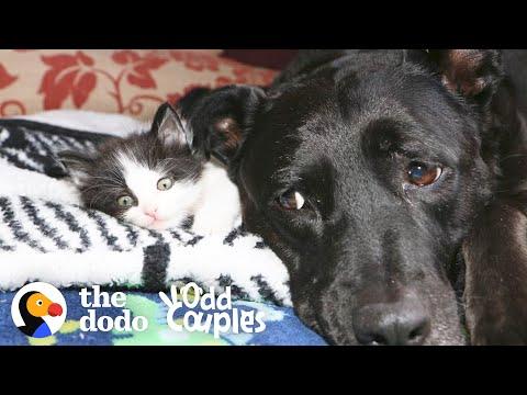 Dog Is So Gentle And Patient With Her Foster Kittens #Video