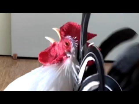 Chicken gets mad when my daughter goes to school #Video