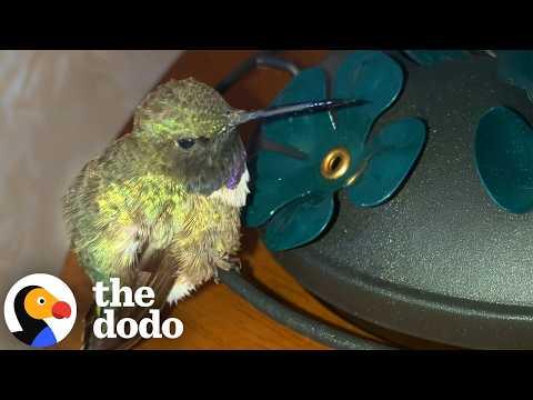 Woman Spends Four Hours Bringing Hummingbird Back To Life #Video