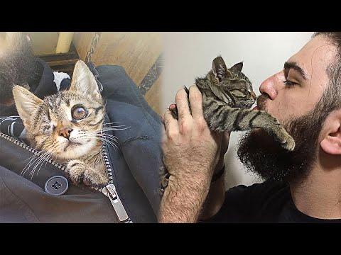 Guy Finds a Stray Kitten With One Eye And Saves Her Life #Video