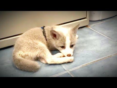 Rescued Baby Fox Steals His Mom's Shoes #Video
