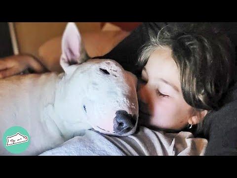 Firecracker Bull Terrier Becomes Therapy Dog For Human Sister #Video