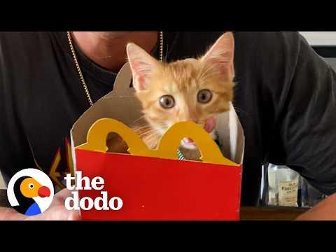 Guy Finds Kitten Outside McDonald’s — And Brings Him To Band Practice #Video