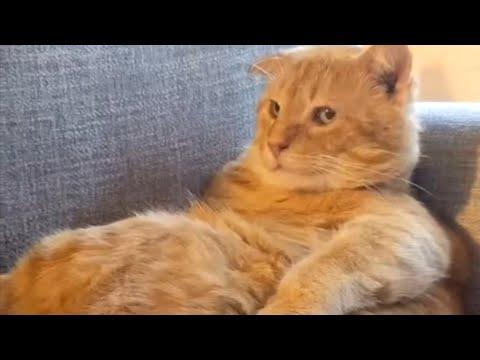 Sly cat will smoothly steal your heart #Video